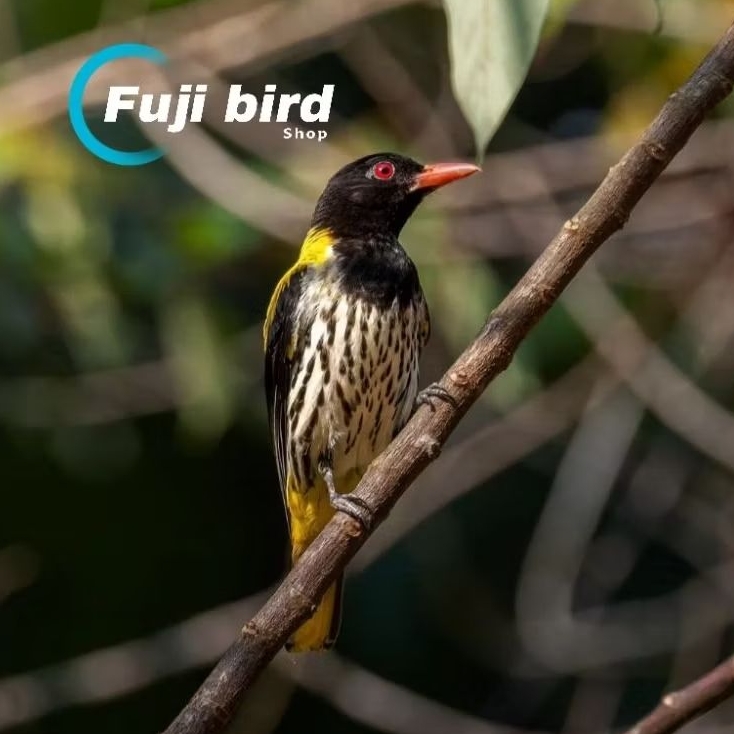 KEPODANG HUTAN JANTAN PILIHAN