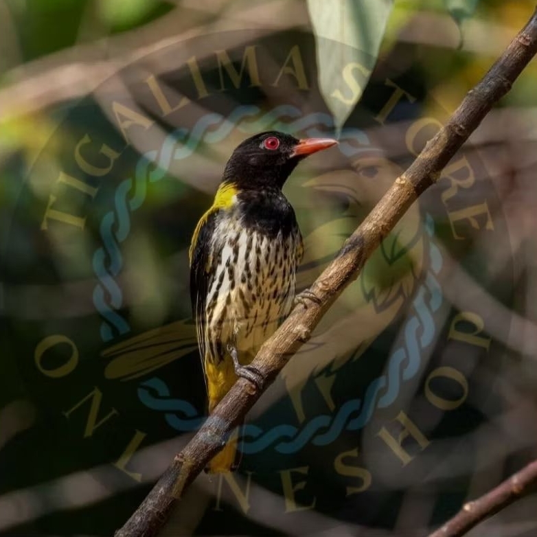 KEPODANG HUTAN JANTAN