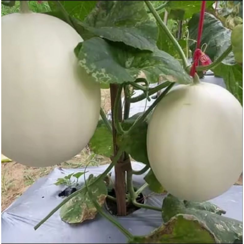5 Benih Melon Madu Putih