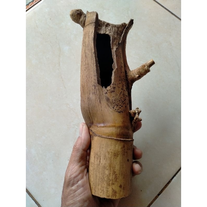 BAMBU UNIK PETUK JALU COMBONG ALAMI (21 CM) BATANG UTAMA WOW SANGAT LANGKA BOOS