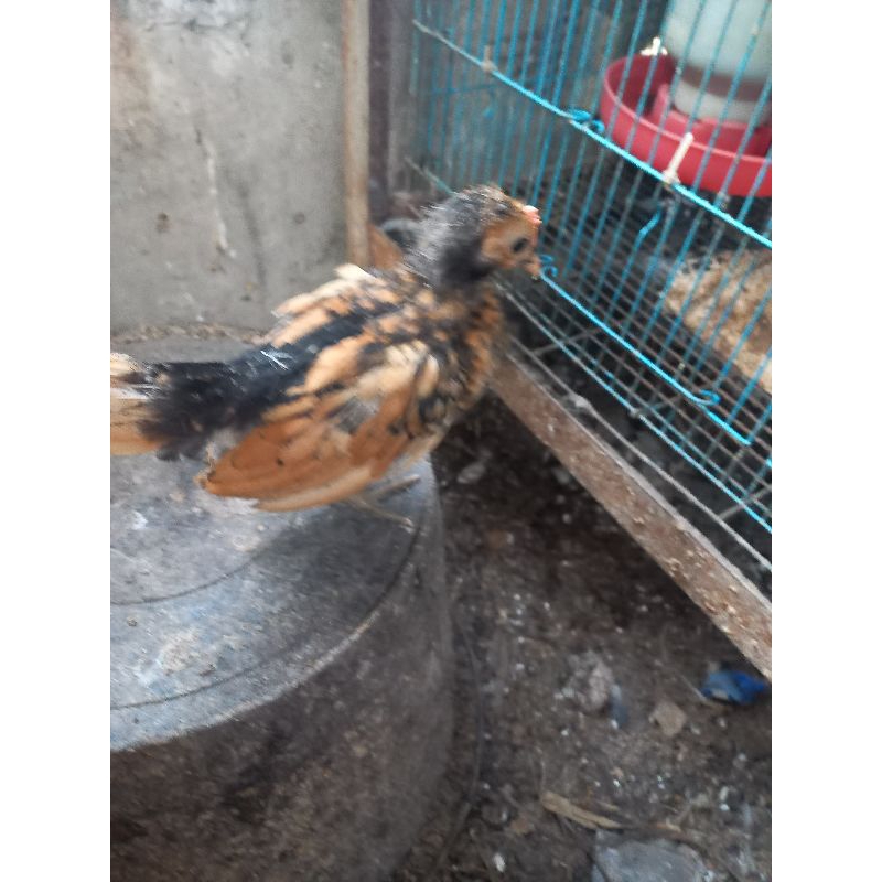 ANAKAN Ayam Kate Indukan Betina Kate Ceper X Ayam Batik Kanada Jantan