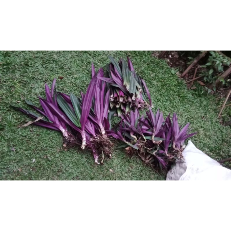 Daun Adam hawa/borneo ( nanas kerang) 1kg (liang teh minuman)