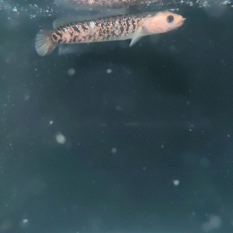 rsp HET GOLDEN XHANTIC 9-11cm