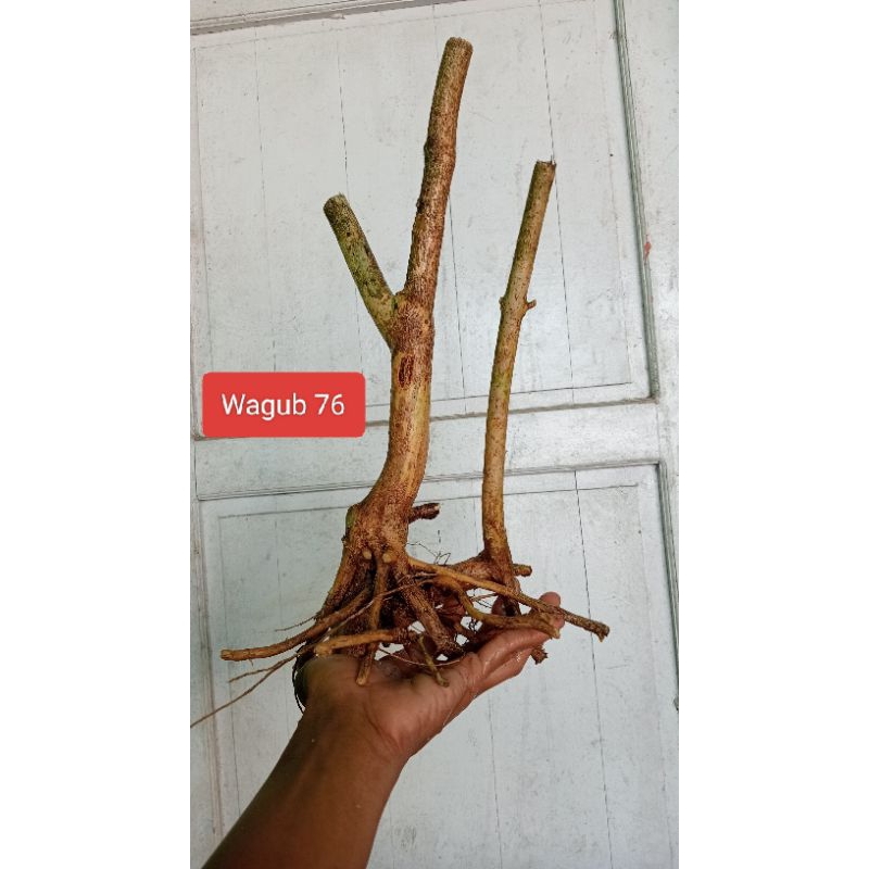 Bahan Bonsai Wahong Gunung Dongkelan Prospek Realpict 48