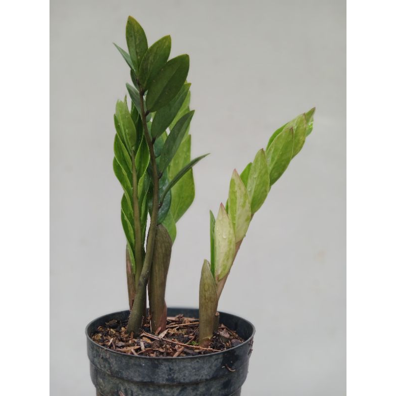 zz variegata / tanaman hias / zamioculcas zamifolia variegata