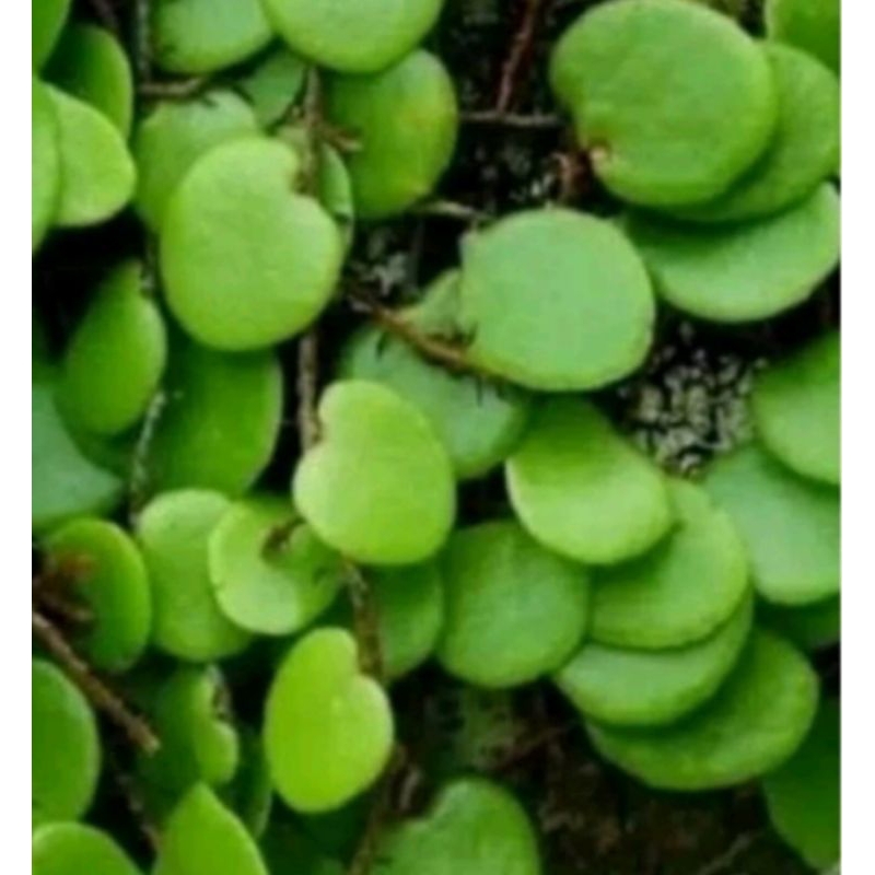 

daun sisik naga 500g
