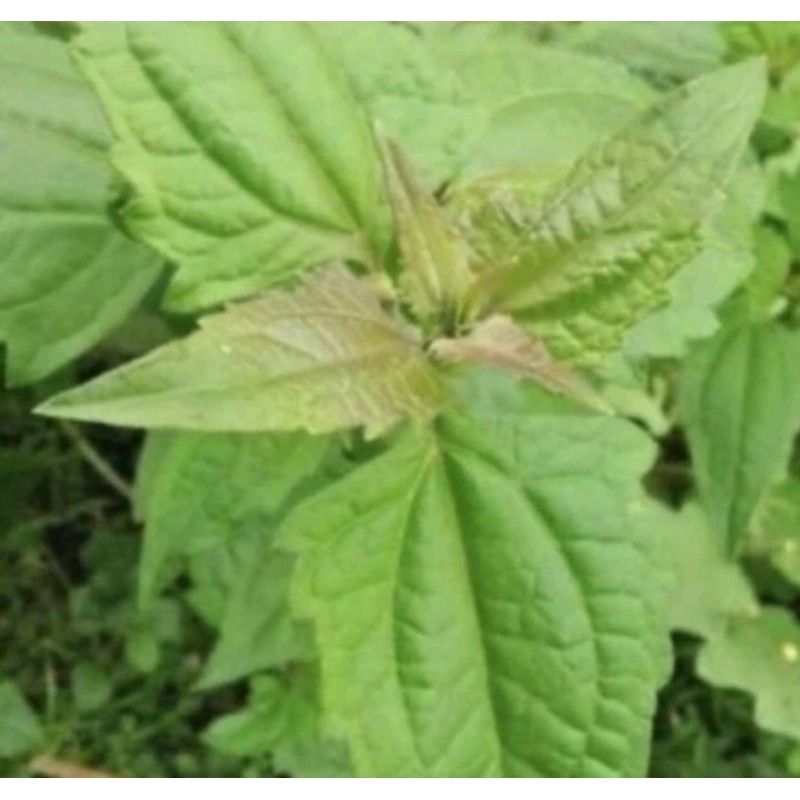 

daun kirinyuh 500g
