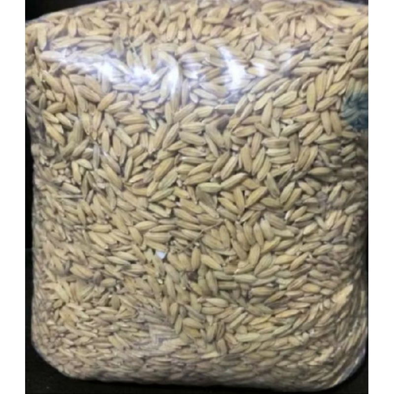 gabah padi pakan ayam 1000grm