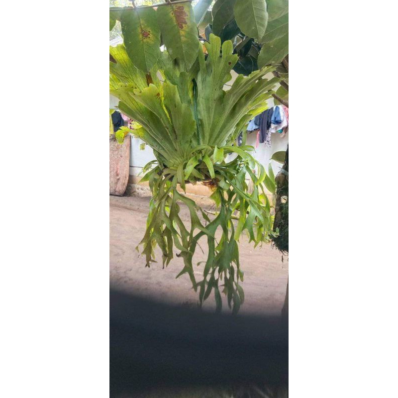 Kadaka tanduk rusa ukuran jumbo