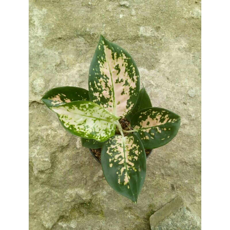 Aglonema suksom white