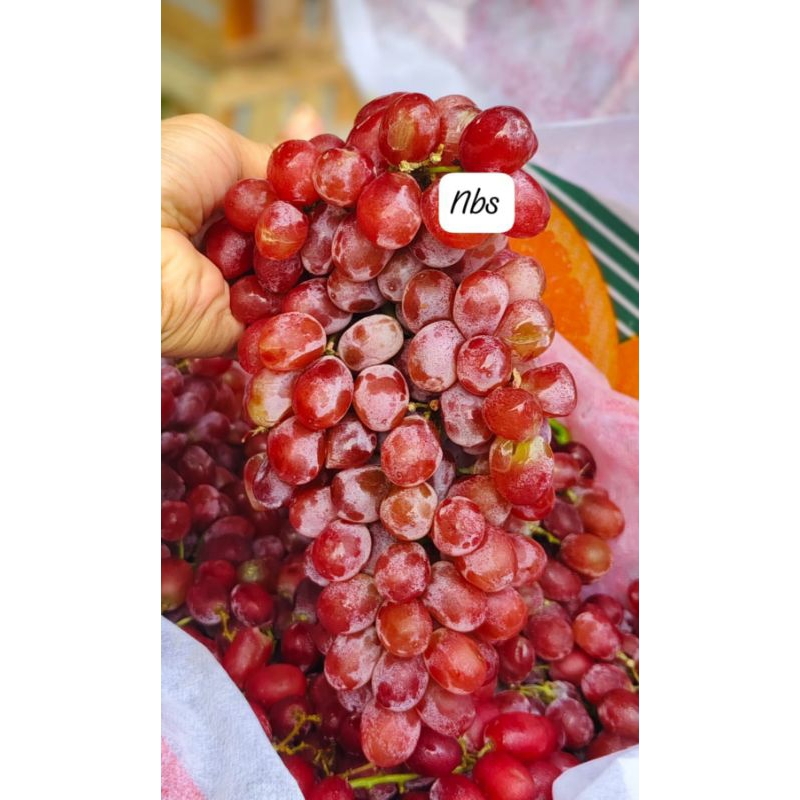 

Anggur red globe muaniss