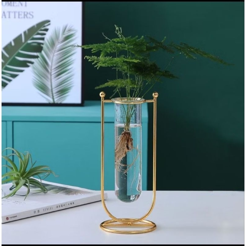 Promo Termurah Tanaman Hias Asparagus Tanaman Hias Asparagus