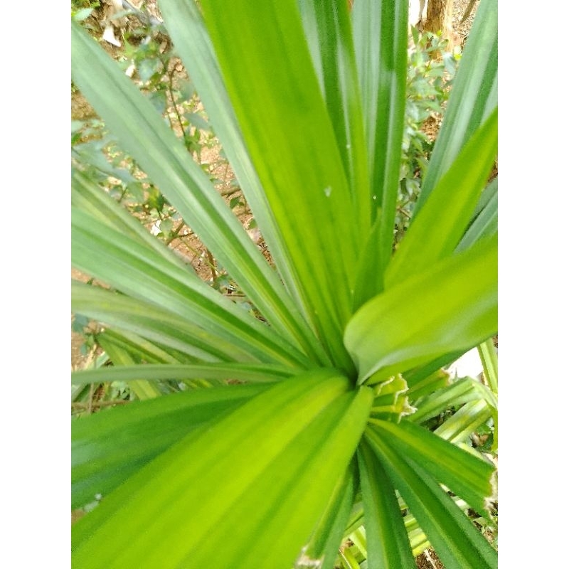 

daun pandan-segar dipetik dari kebun langsung