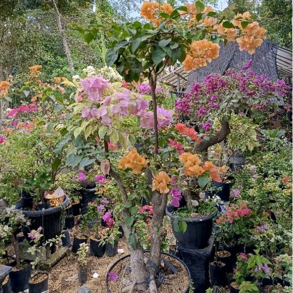 UKURAN BESAR Bougenville Stek WARNA-WARNI Tinggi 80 cm - 100 cm Cargo Kayu