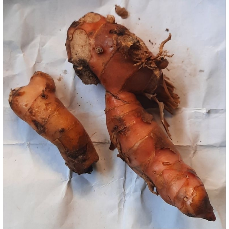 

lengkuas / laos ( 1 ons / 100 gram )