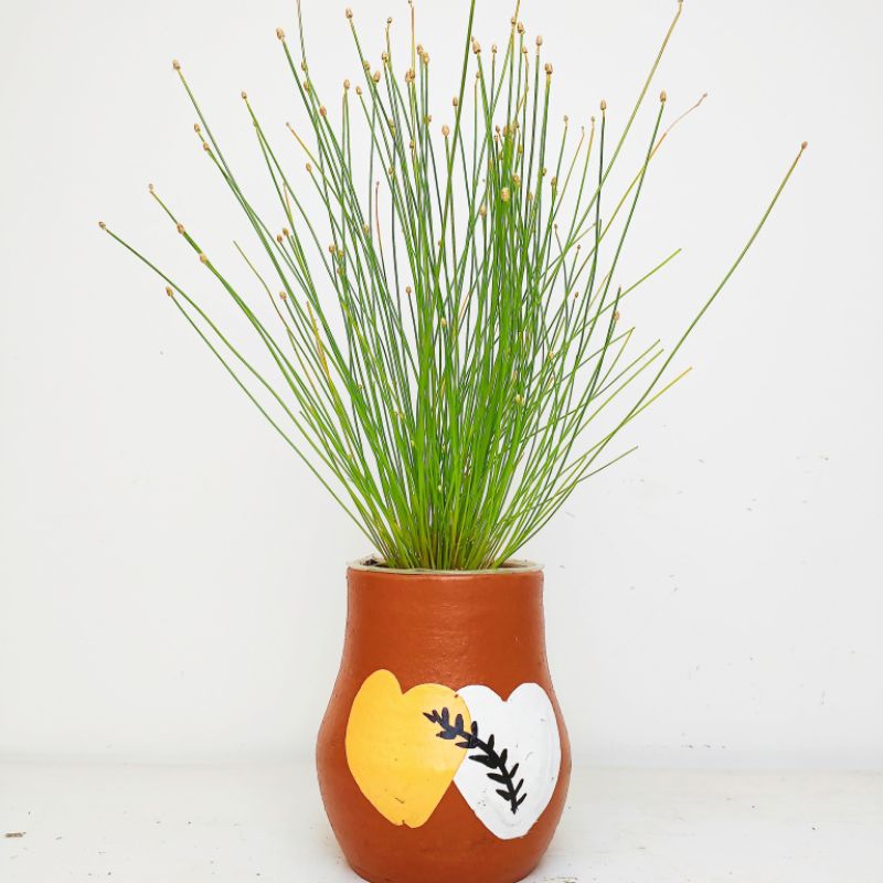 Isolepis Cernua / Fibre Optic Grass / Rumput Serat Fiber tanaman hias air , aquascape, terarium, tan