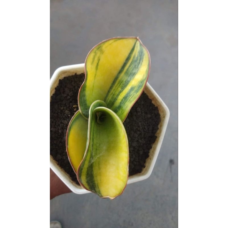 Sansevieria Mason Bowl Varigata Lapis