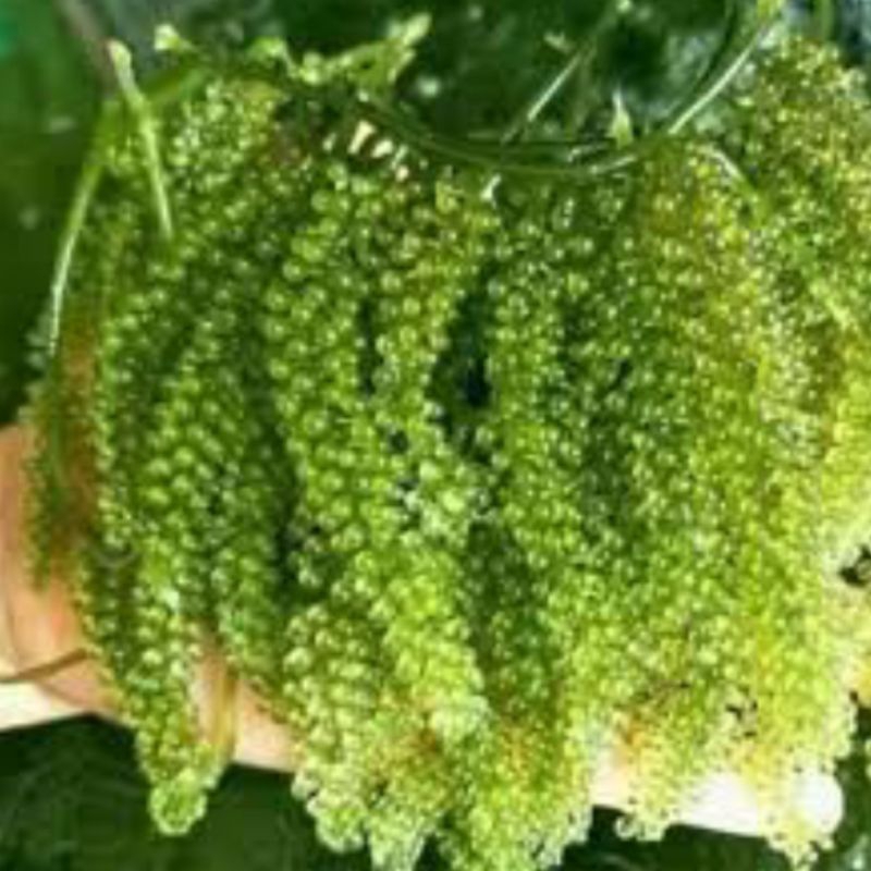 

MURAH 1kg Anggur laut/latoh/lawi lawi/green caviar