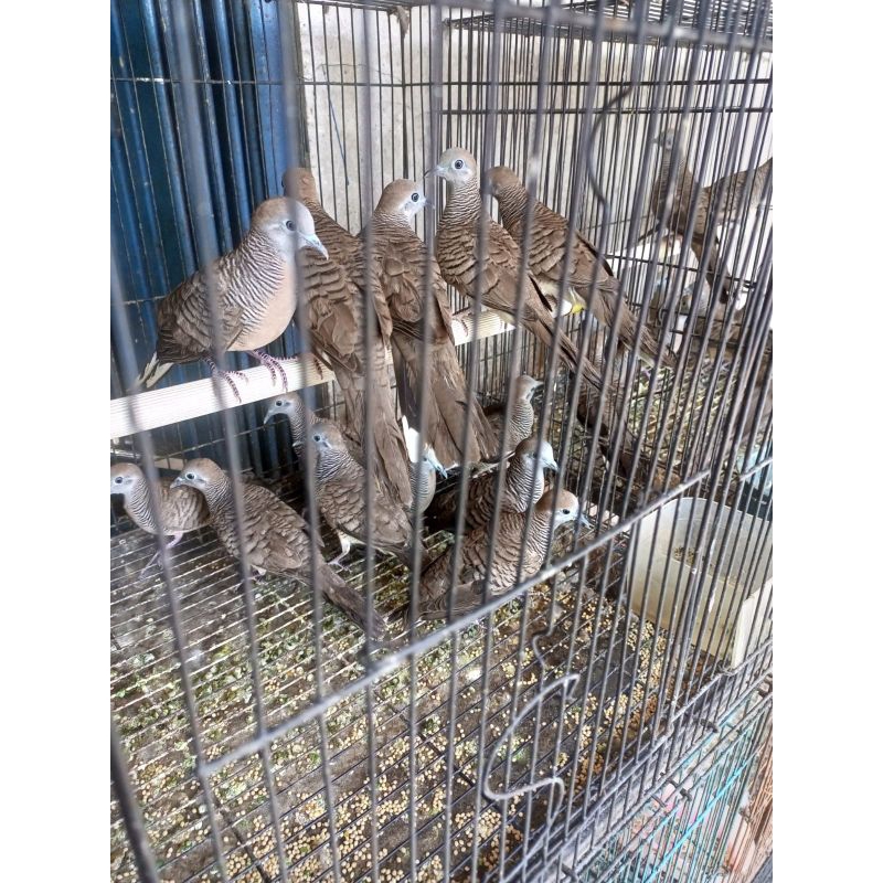 Perkutut - Burung Perkutut Hidup