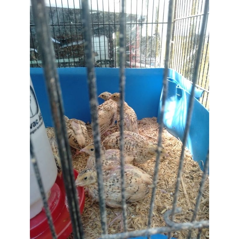 Burung Puyuh betina jantan anakan
