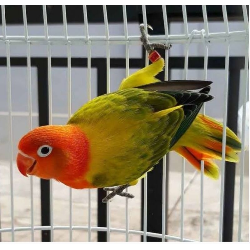 Burung Lovebird biola euwing gold rawatan