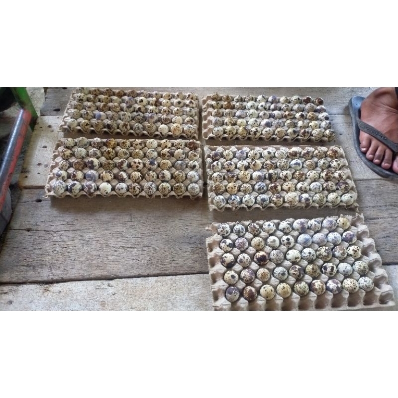 

TELUR FERTIL BURUNG PUYUH UNTUK DI TETASKAN (GPS)