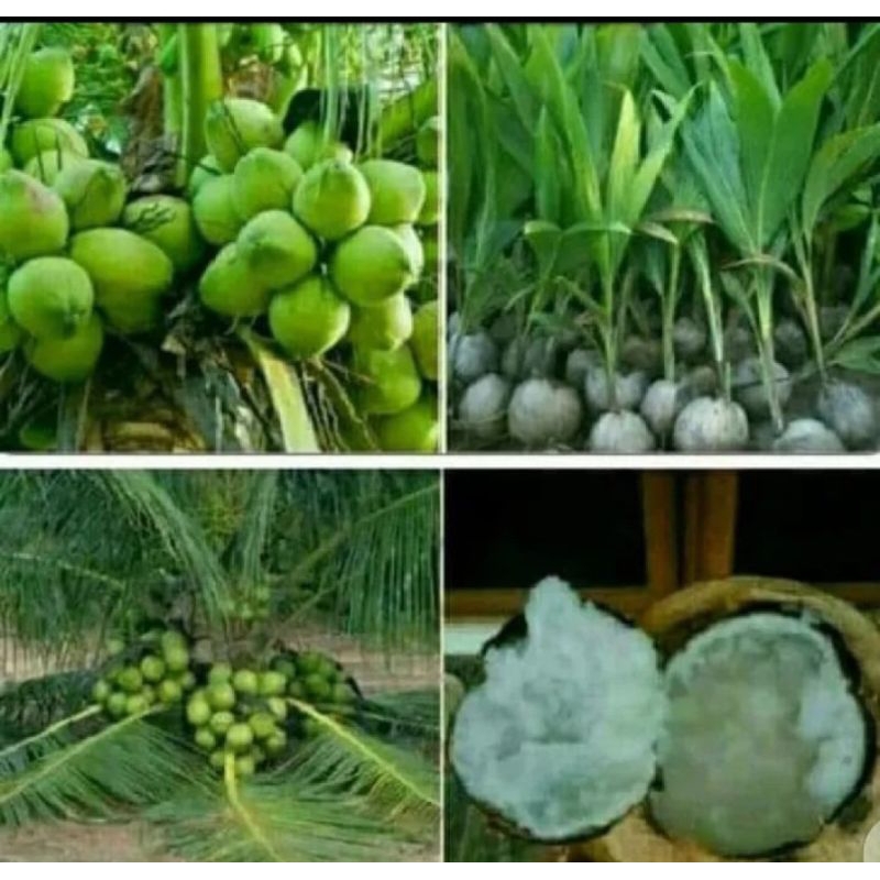 Bibit Kelapa Kopyor Super Genjah