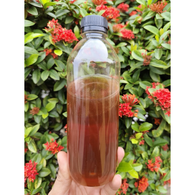 

MADU MURNI 100% isi 500ML