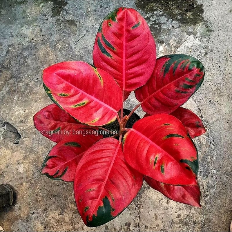 Tanaman Hias Aglonema Kochin Hello Kitty Bunga Hias Aglonema Aglaonema Kochin Hello Kitty Anakan Mur