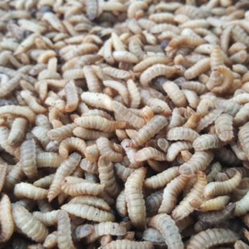 Magot fresh umpan mancing, ikan hias, Cana, ikan predator