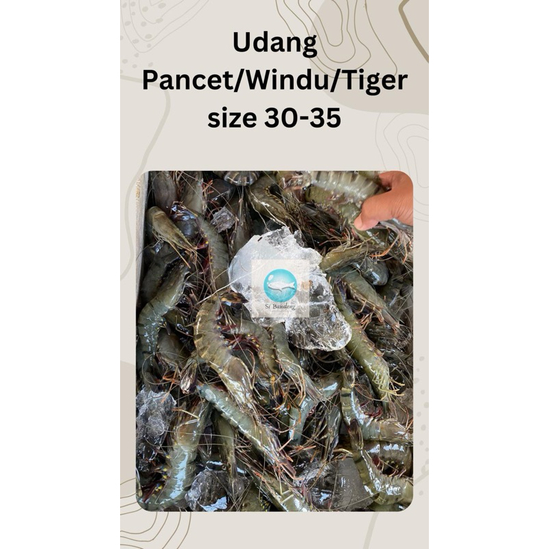 

Udang pancet/windu/Tiger Size 30-35,1 kg.