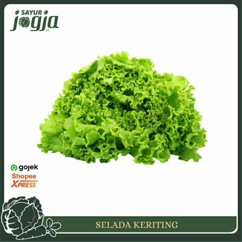 

Selada Keriting 200g - 300g : Sayur Jogja