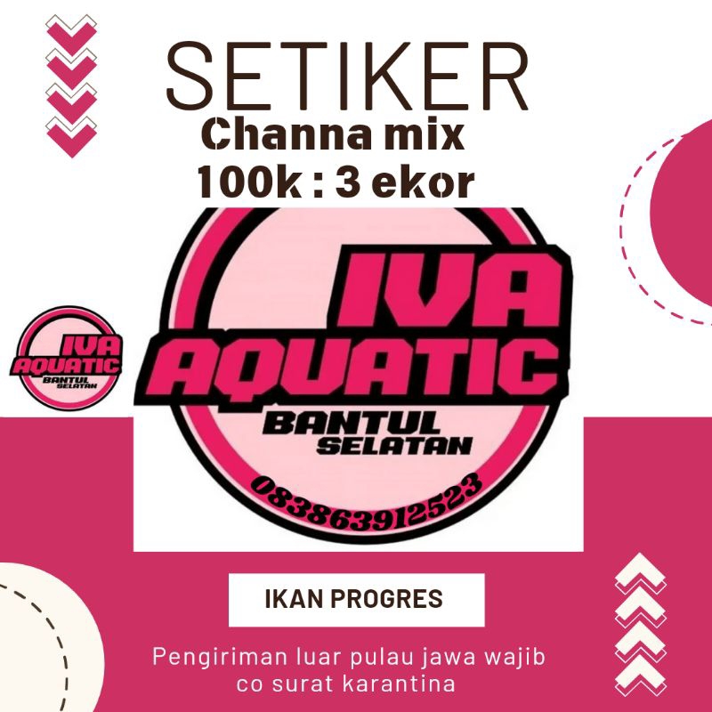 

Stiker Channa 100k 3 ekor