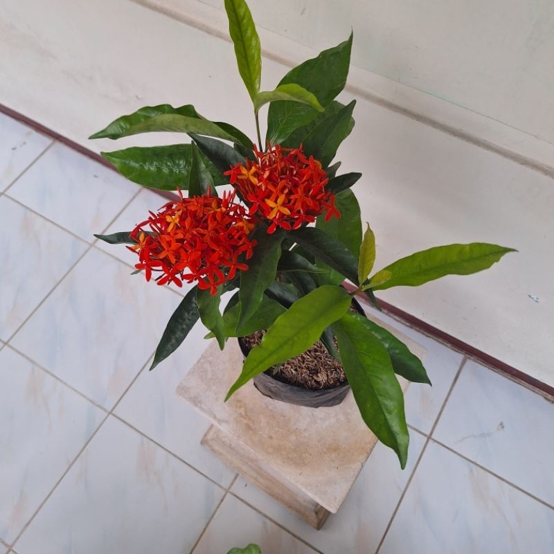 Tanaman Hias Bunga Asoka Merah Kondisi sudah berbunga - asoka merah - bunga asoka merah - BUNGA ASOK