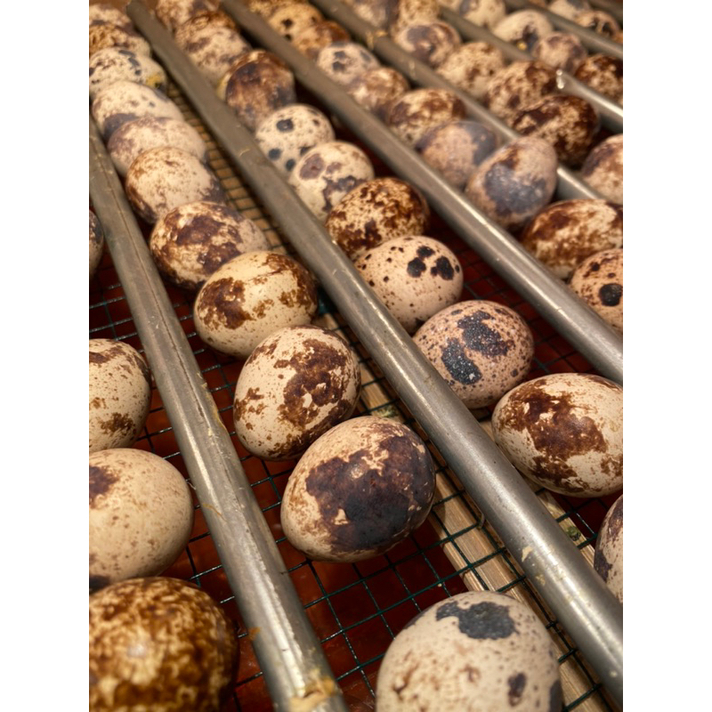 

Telur Puyuh Tetas Fertil