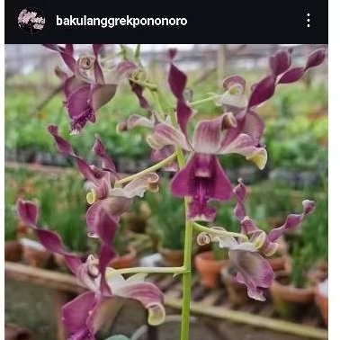 Anggrek Dendrobium Bla0ck Spider x tjandrawati plant Jumbo
