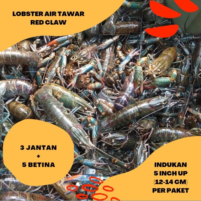 NEW Lobster Air Tawar Indukan 5 Inch Up Paket 8 Ekor [terbaik][terlaris]