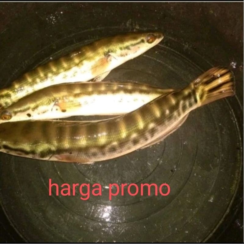 gabus toman 20-22 cm hiasan aquarium