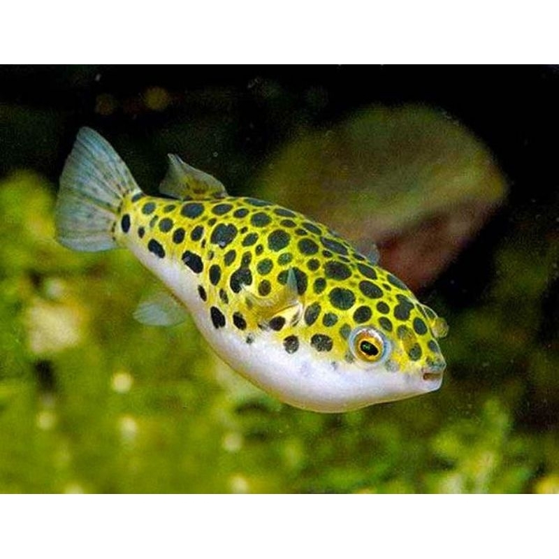 Puffer Fish Ikan Hias Air Tawar / Ikan Hias Air Tawar Puffer Fish
