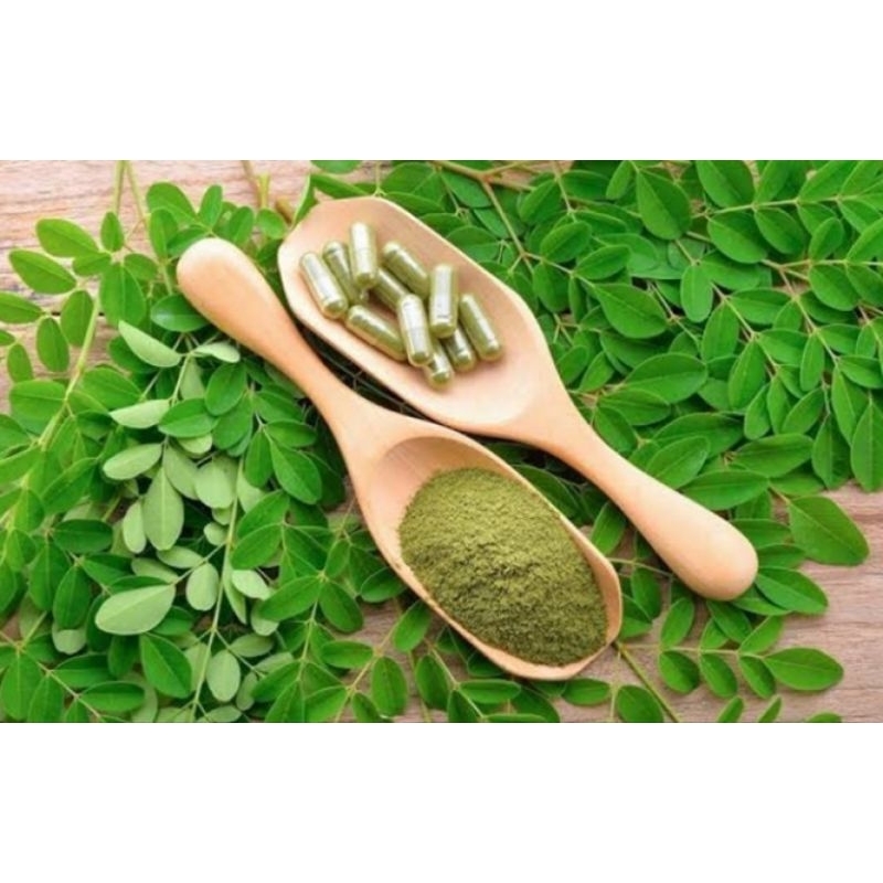 KAPSUL DAUN KELOR ASLI 100%