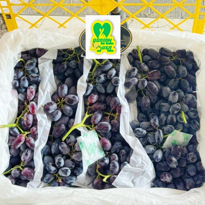 

Buah Anggur Black Autumn Royal Manis Premium