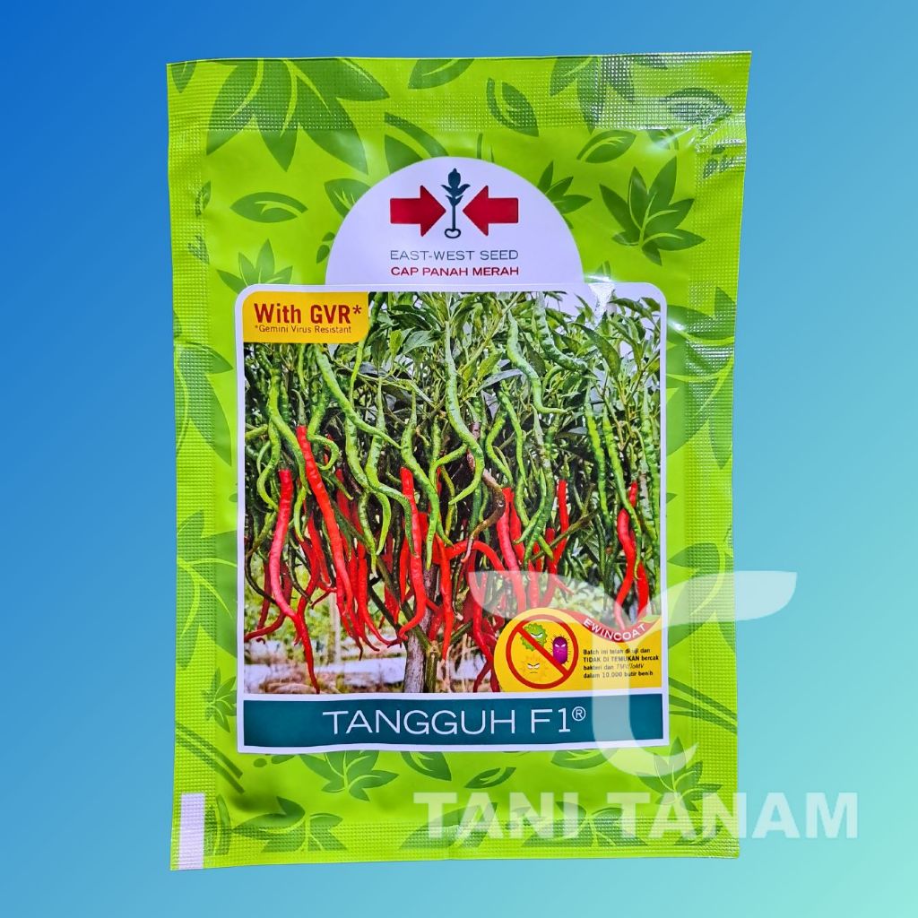 BENIH CABAI KERITING TANGGUH F1 CAP PANAH MERAH