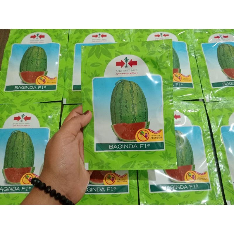 BENIH SEMANGKA BAGINDA