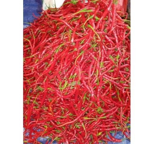 

CABE MERAH KERITING/CABAI KERITING MERAH