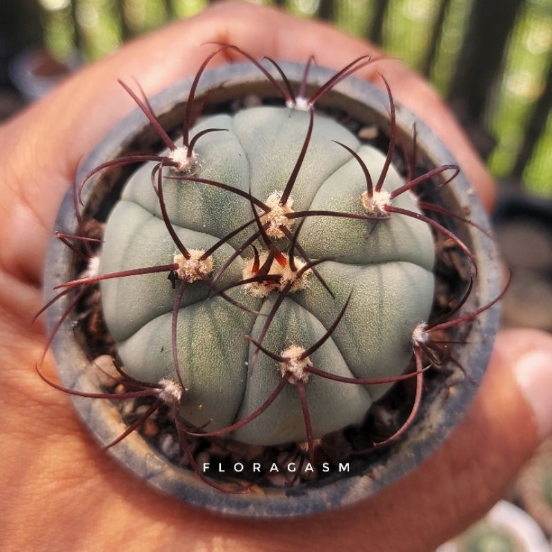 Gymnocalycium Cabreraense VOS 2122