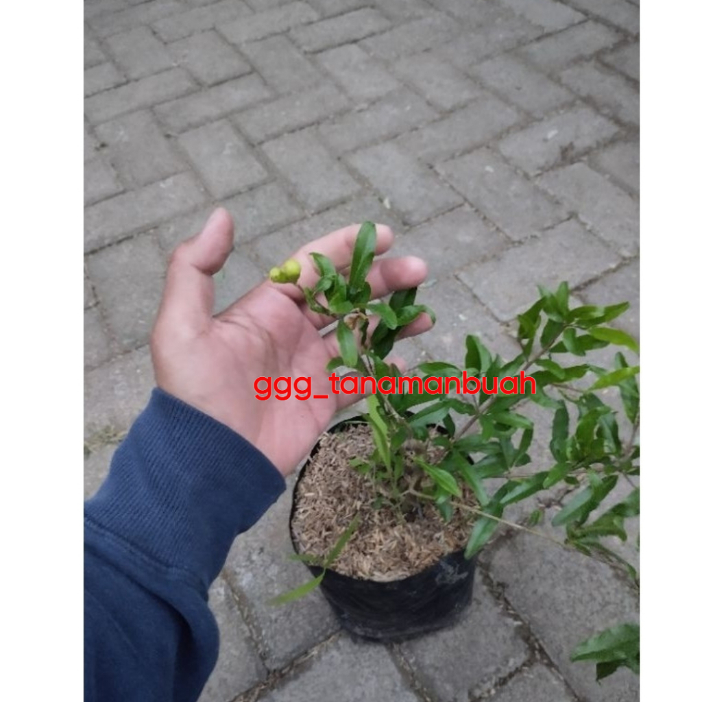 Mokilo43 Bibit Delima Putih Jumbo Sudah Berbunga Spesial