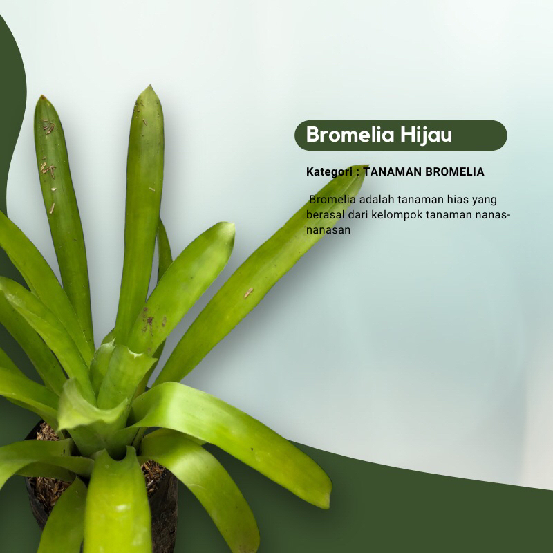Bromelia Hijau / Tanaman bromelia hijau
