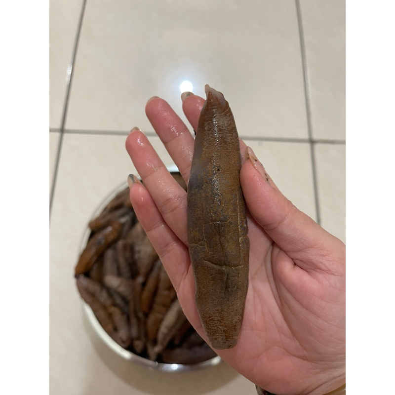 

Teripang hoisom hoisem haisom blonyo lembut siap masak kualitas premium