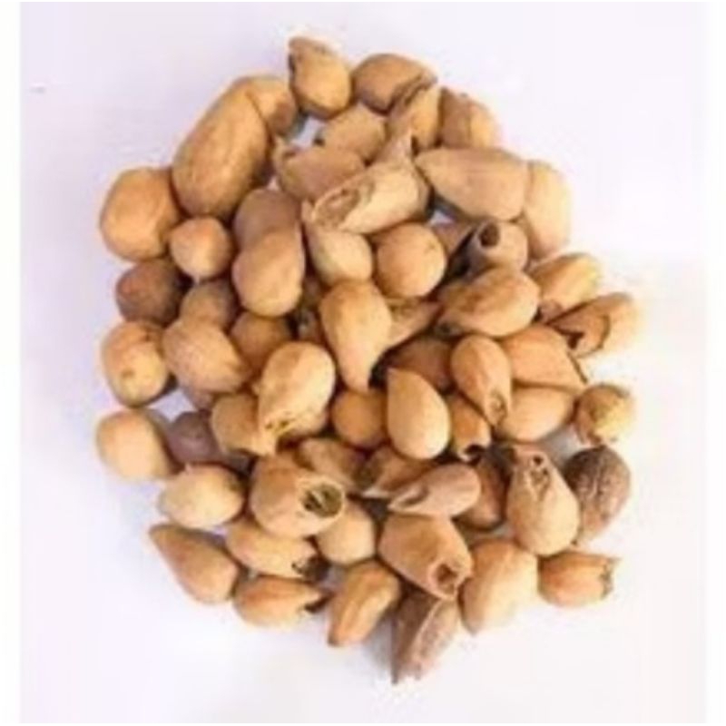 Biji Gmelina 1kg / Benih Gmelina / Jati Putih