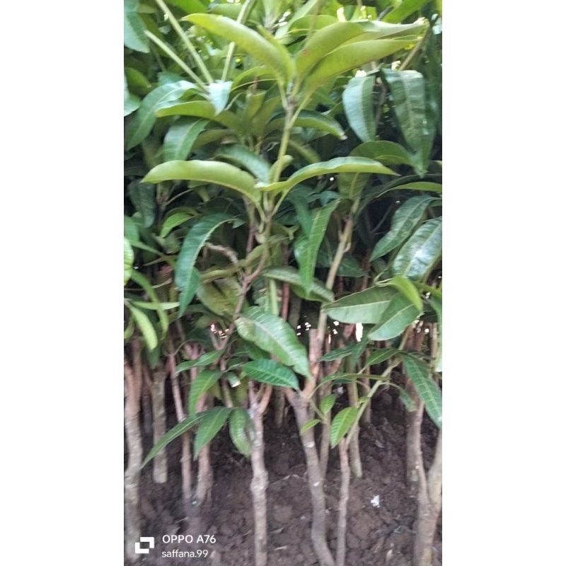 bibit pohon mangga mahatir dongkelan batang jumbo besar